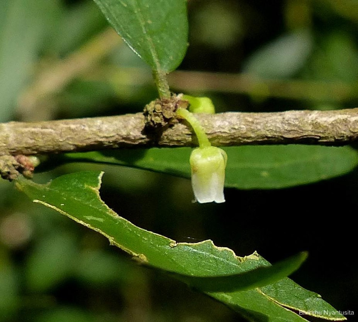 Rinorea decora (Trimen) Melch.